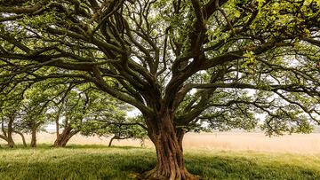 Grote boom met dichte takken en groen blad, met gras en blauwe lucht op de achtergrond.